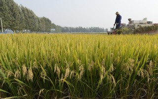 都有科技 夏季种水稻，这些黑科技亮相